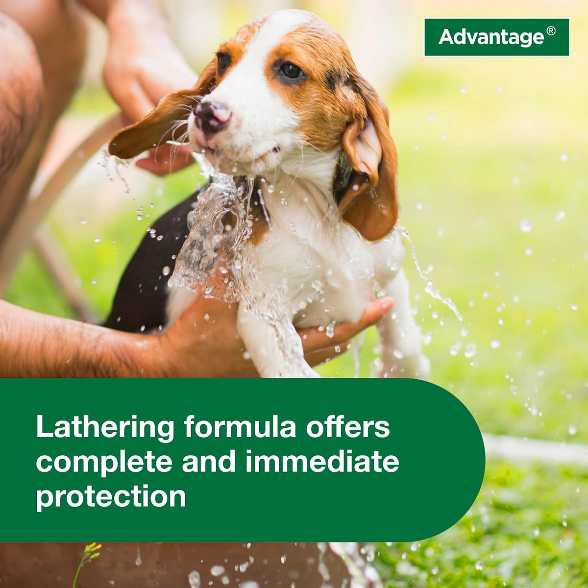 Advantage authentic canine pest control shampoo bottle on white background