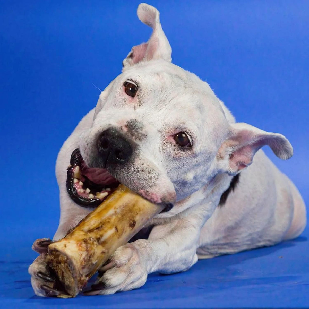 Best Bully Sticks marrow bone chew side profile