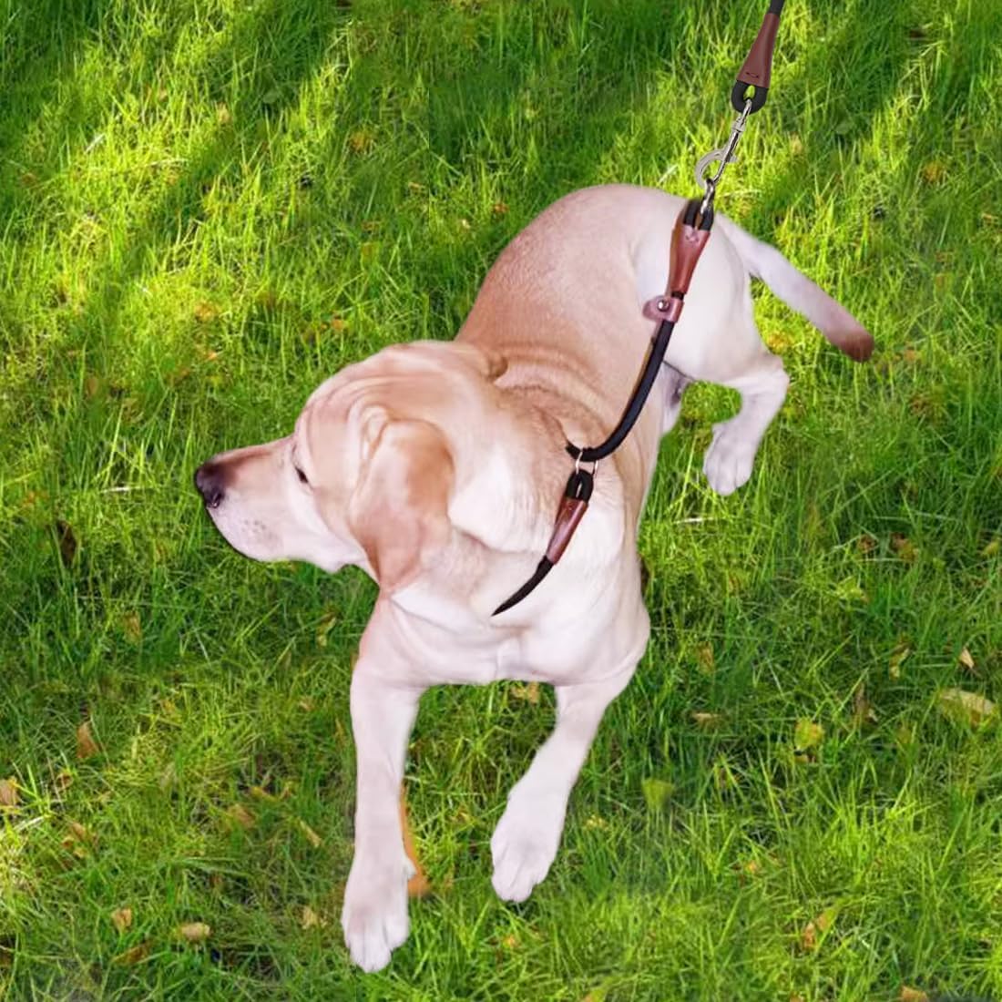 MayPaw USA imported choke collar for professional obedience training