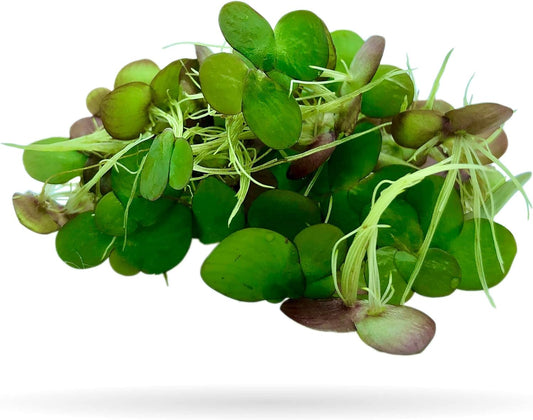 Aquarigram Giant Duckweed live aquatic floating plant front view in a freshwater aquarium.