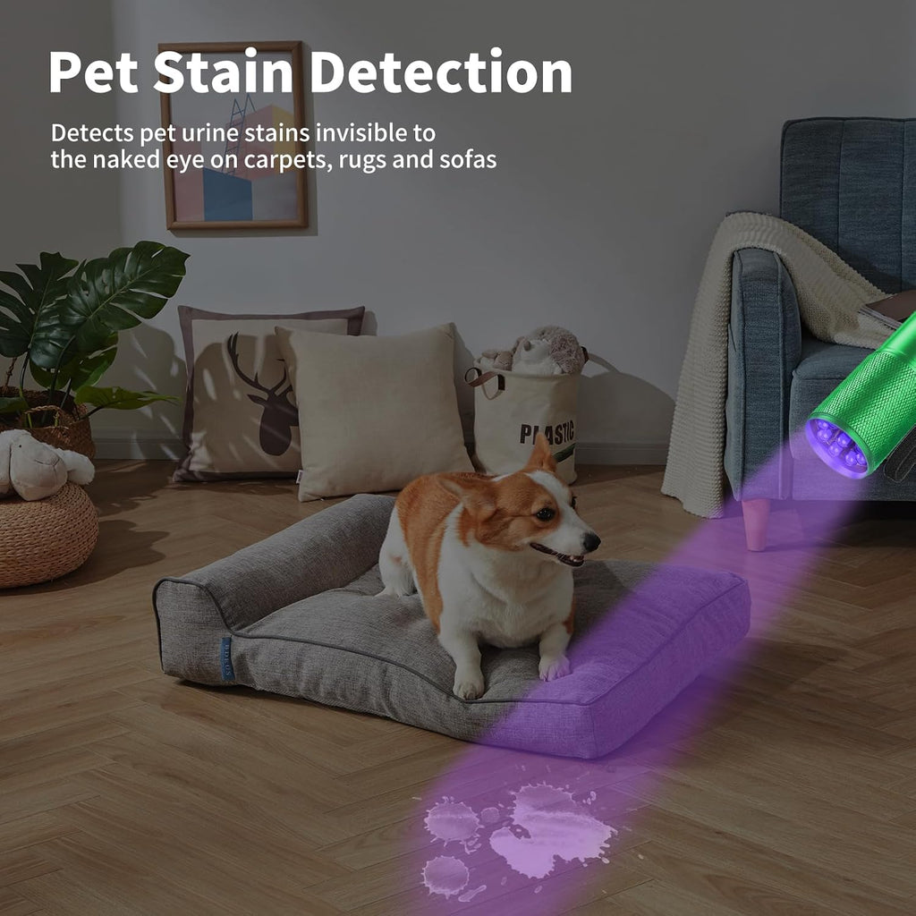 Handheld mini black light torch illuminating dry pet urine stains on living room carpet.