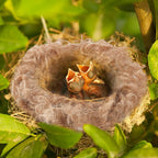 Creatcabin bird bedding material in packaging