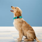 Close up of PWOD reflective dog collar showing neoprene padding