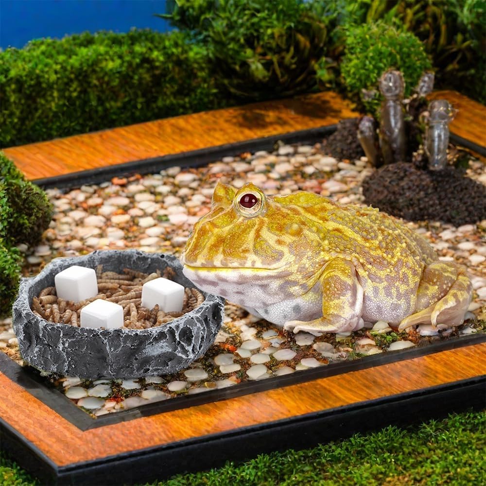 DQITJ natural calcium stone for lizards and frogs terrarium accessories