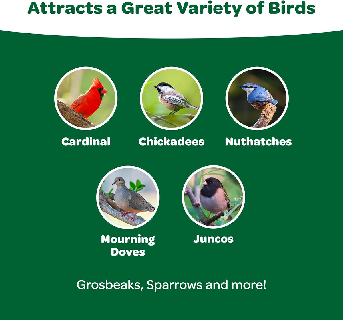 Cardinal bird eating from a feeder filled with Kaytee Wild Bird Food