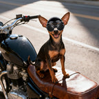 Interior padding of Petleso dog safety helmet