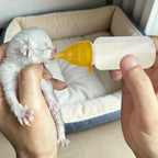 Hand-feeding solution for orphaned newborn dogs and cats using soft silicone teats