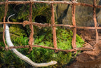 Galapagos reptile substrate moss displayed for terrarium use