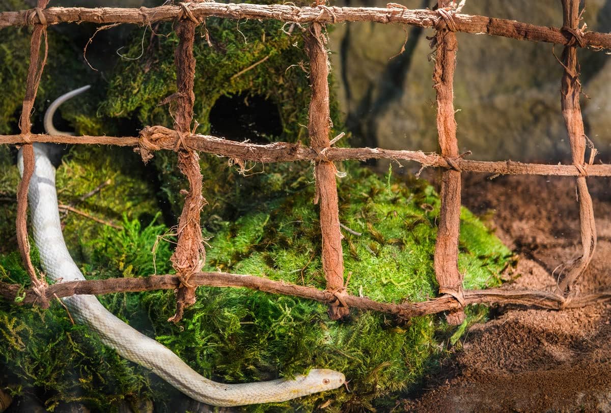 Galapagos reptile substrate moss displayed for terrarium use