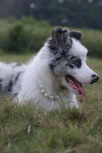 Elegant pet party accessory for festive celebrations.