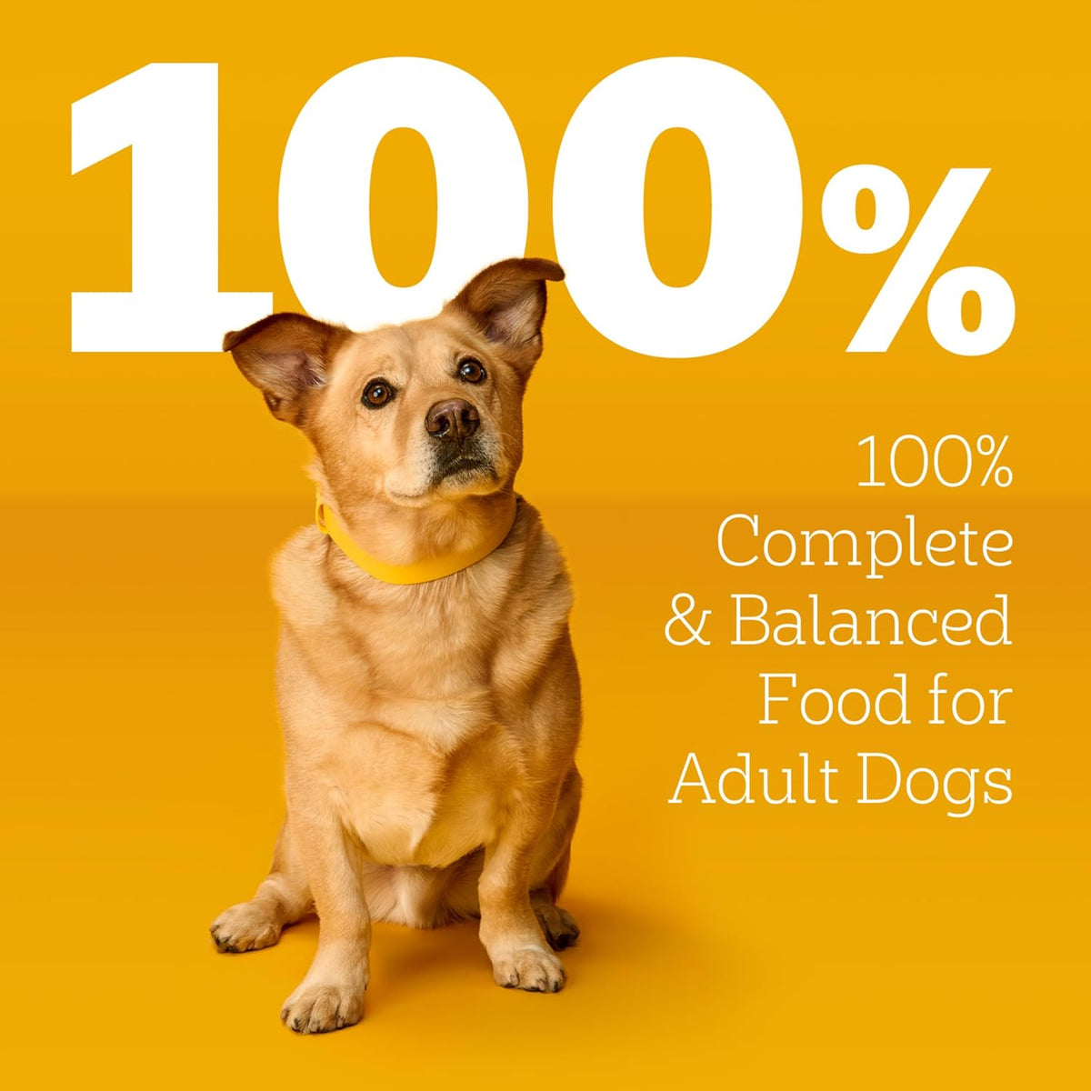 Pedigree soft wet dog food variety pack thirty count box layout