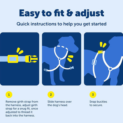 Dog wearing teal PetSafe EasySport harness walking outdoors