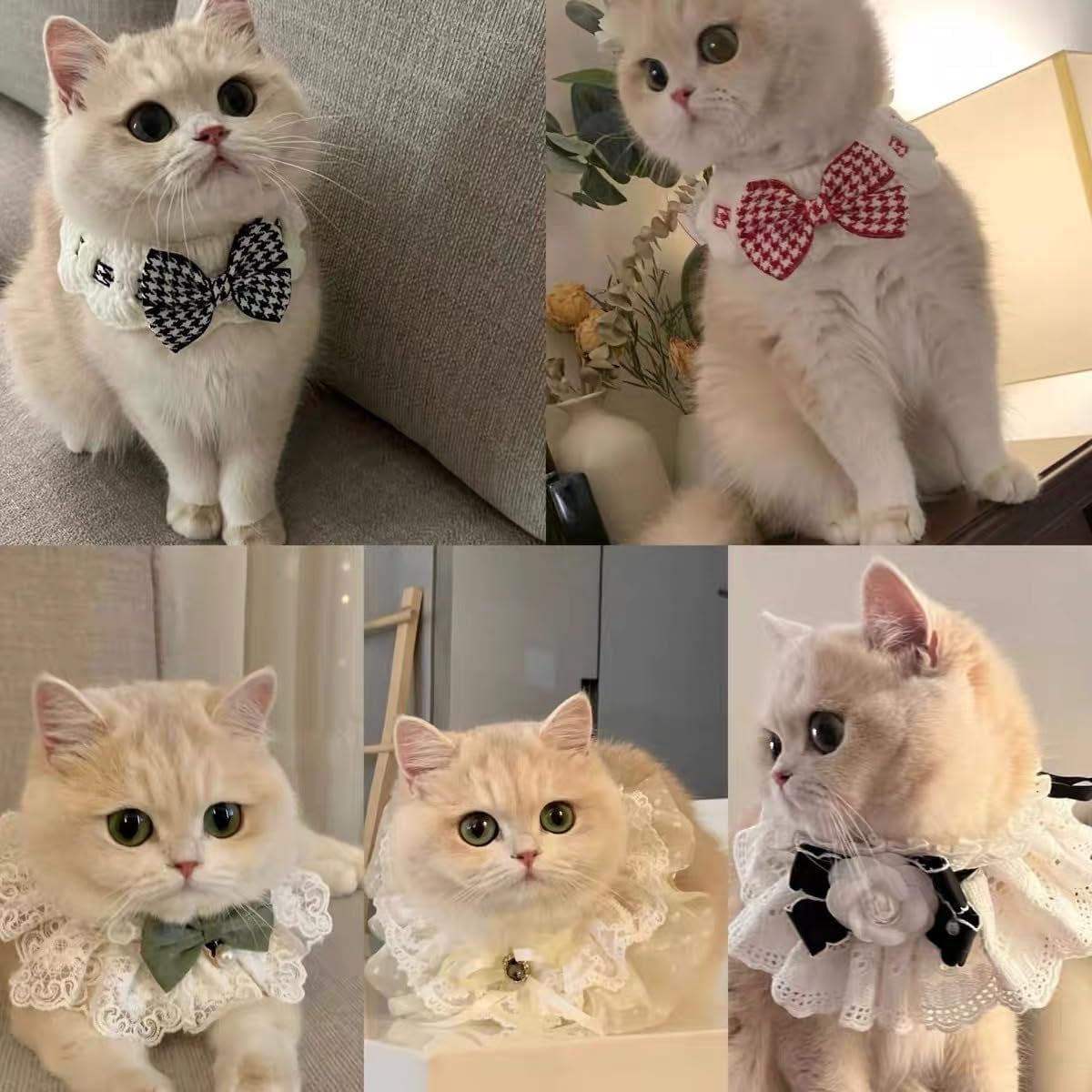 Cute kitten wearing Jatmira aesthetic floral collar