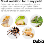 Dubia Roaches live feeder insects inside ventilated plastic housing