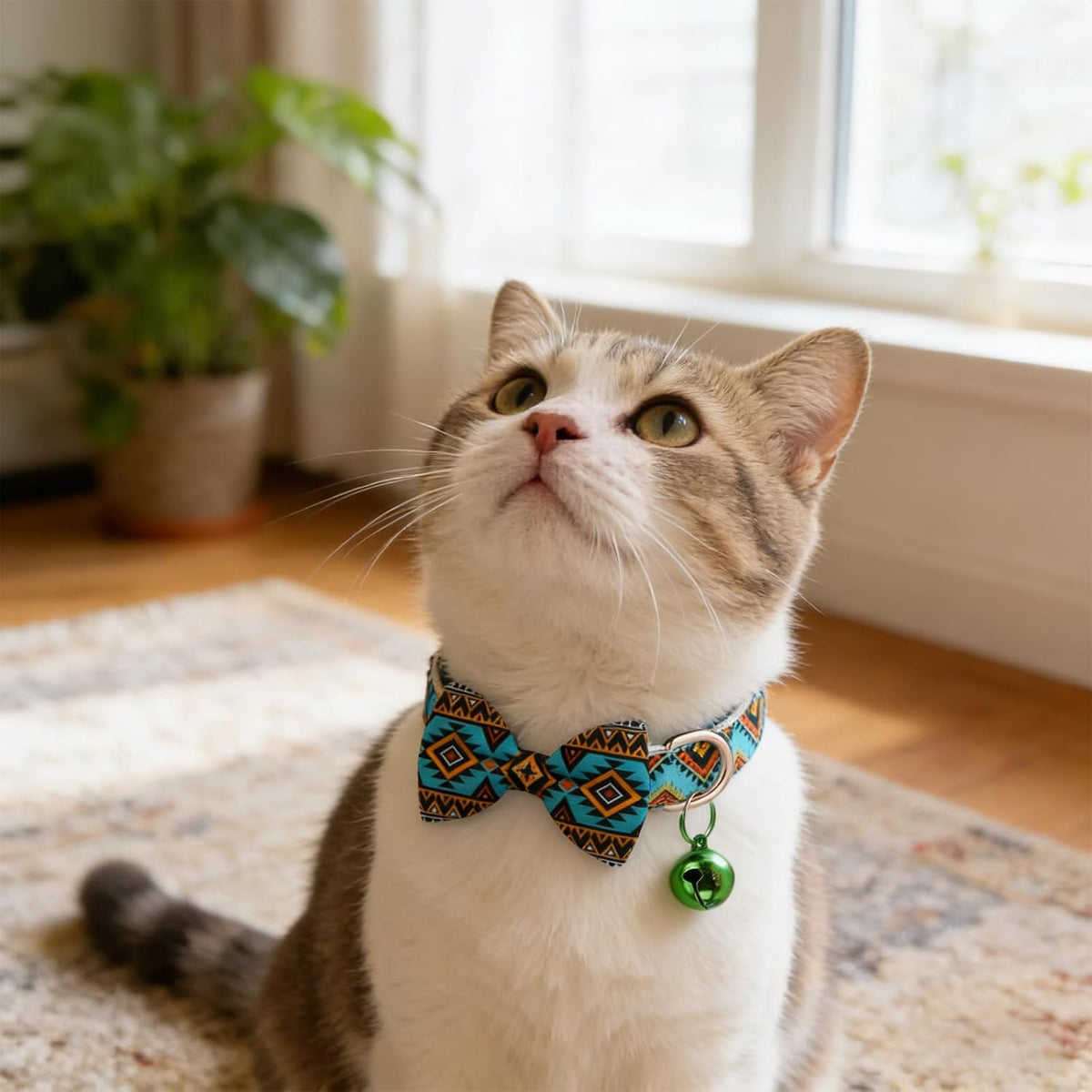 Packaging layout of the three piece multi color western style kitten collar set for small pets.