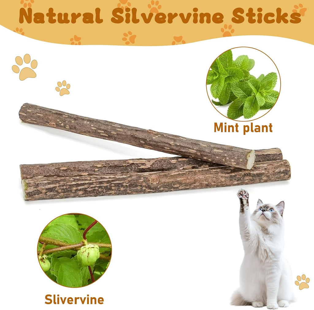 Cute kitten interacting with natural molar chew stick
