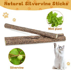 Cute kitten interacting with natural molar chew stick
