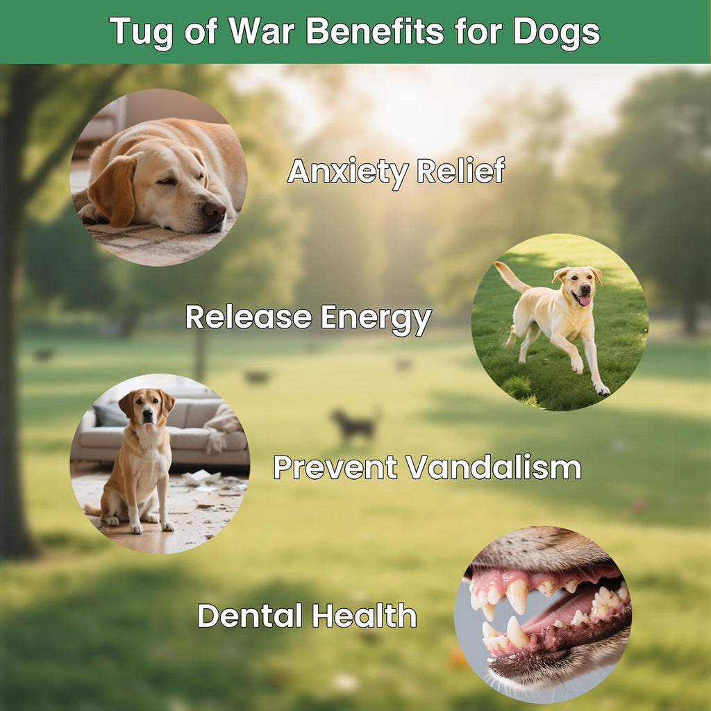 Complete GDuolaPaws dog enrichment kit unboxed with all four pieces displayed clearly