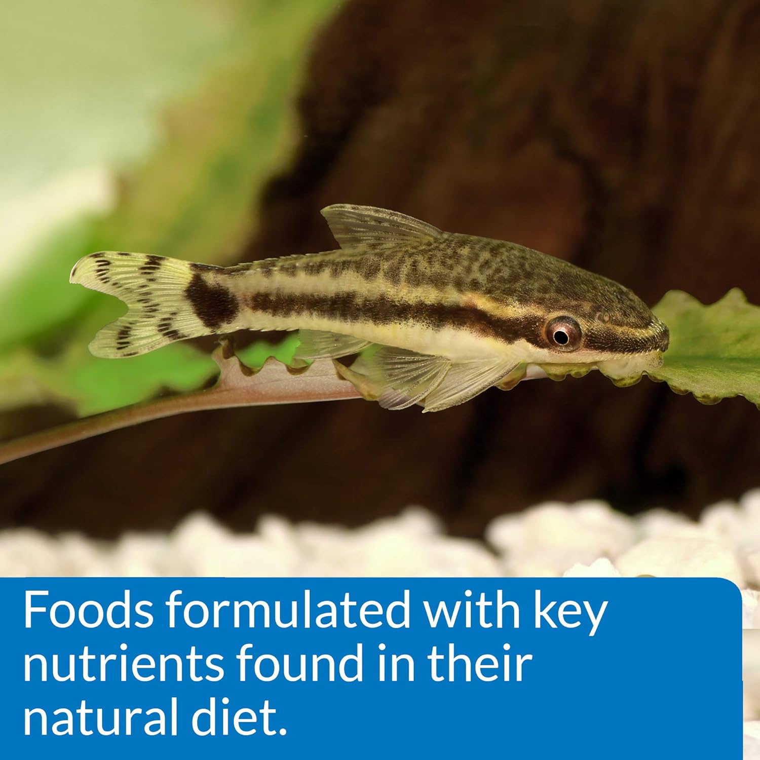 API brand aquarium fish food packaging labels and details