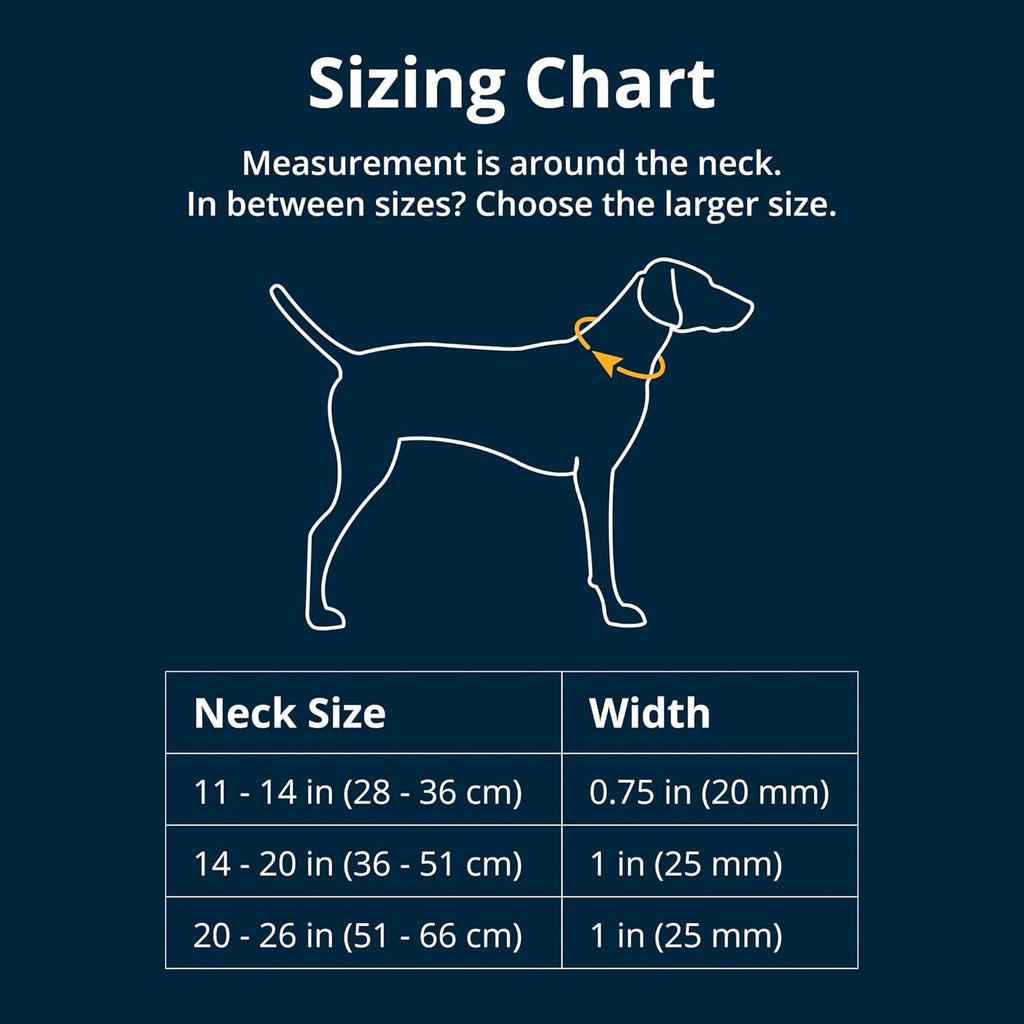 Reflective martingale dog collar showing the stainless steel chain attachment