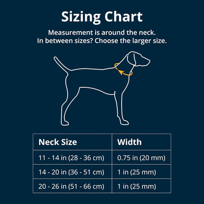 Reflective martingale dog collar showing the stainless steel chain attachment