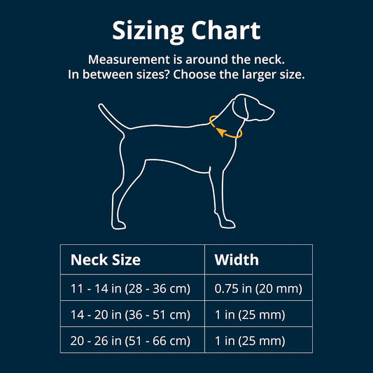 Reflective martingale dog collar showing the stainless steel chain attachment