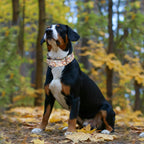 Maowuwujoz skull print dog collar showing pattern detail