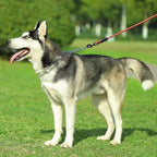 CBBPET stainless steel pinch collar opened up to demonstrate the quick release locking mechanism