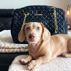 Parisian Pet pet purse with gold chain handles