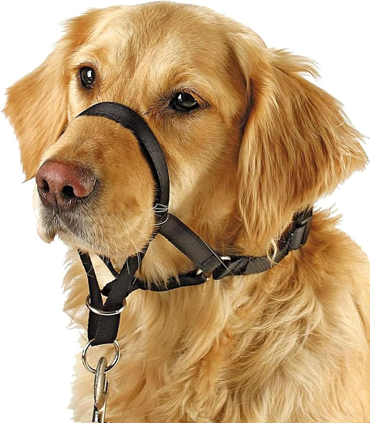 Barkless soft dog head collar front view on a trained pet.