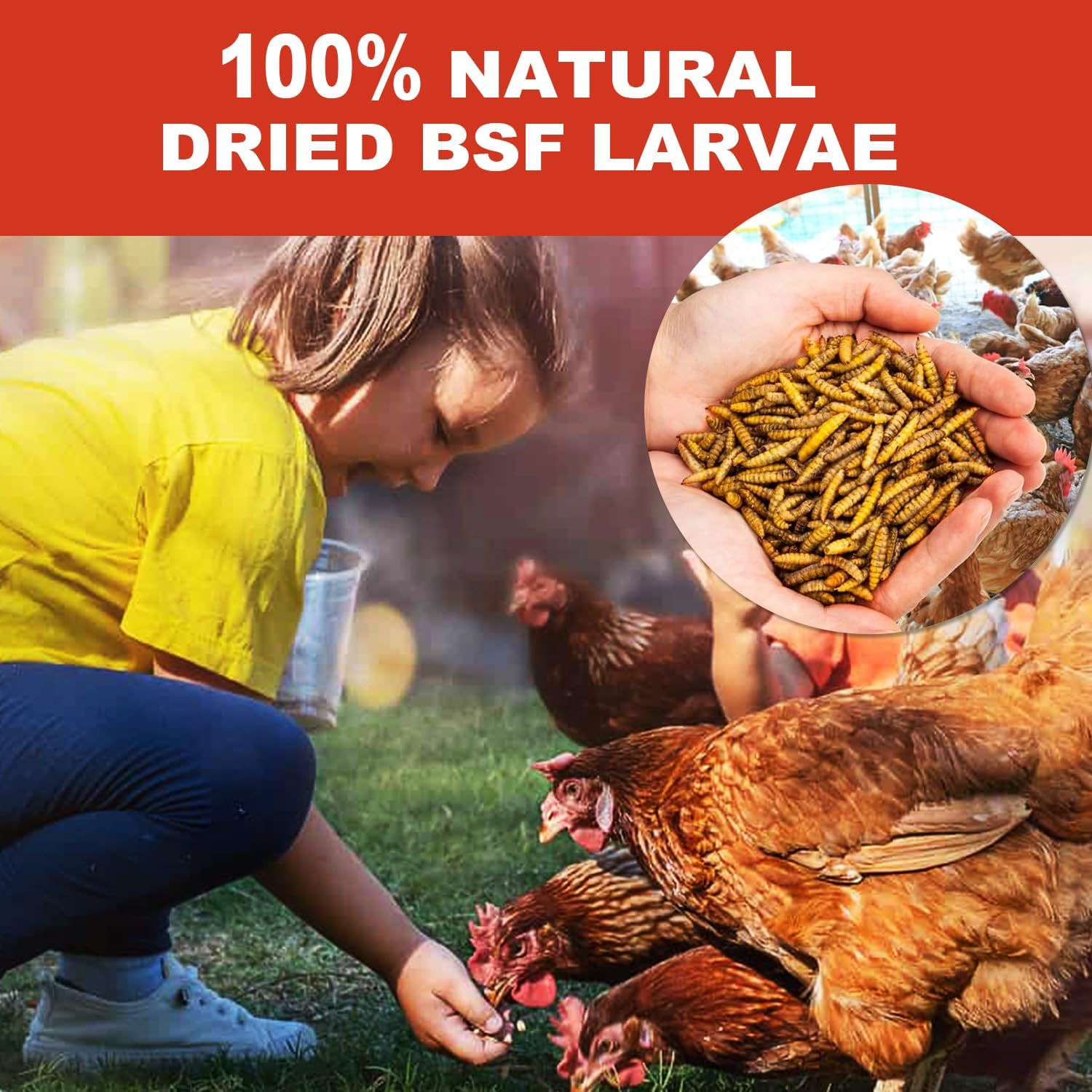 Nutritional comparison chart of BSF larvae versus mealworms