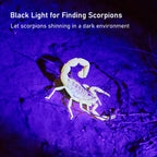 GLOSSDAY professional black light spotting a glowing scorpion outdoors in the dark.
