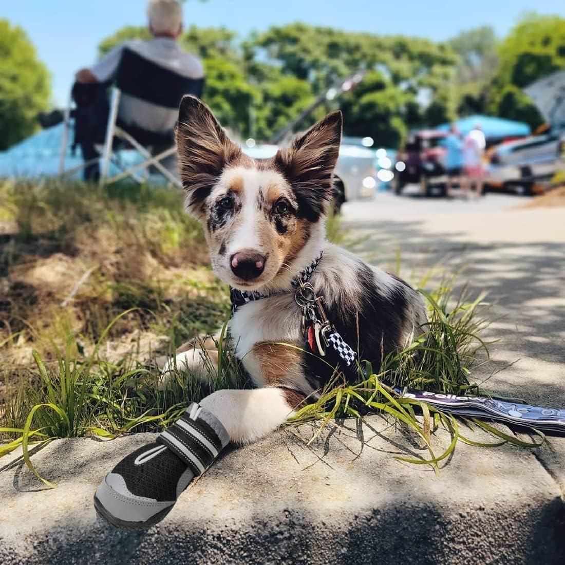 Qumy dog boots worn by medium dog on grass