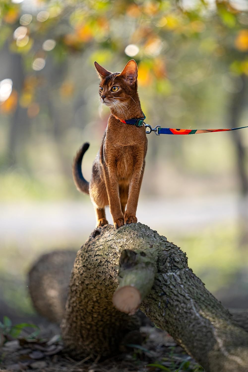 Pidan cat harness packaged for travel and outdoor walking use