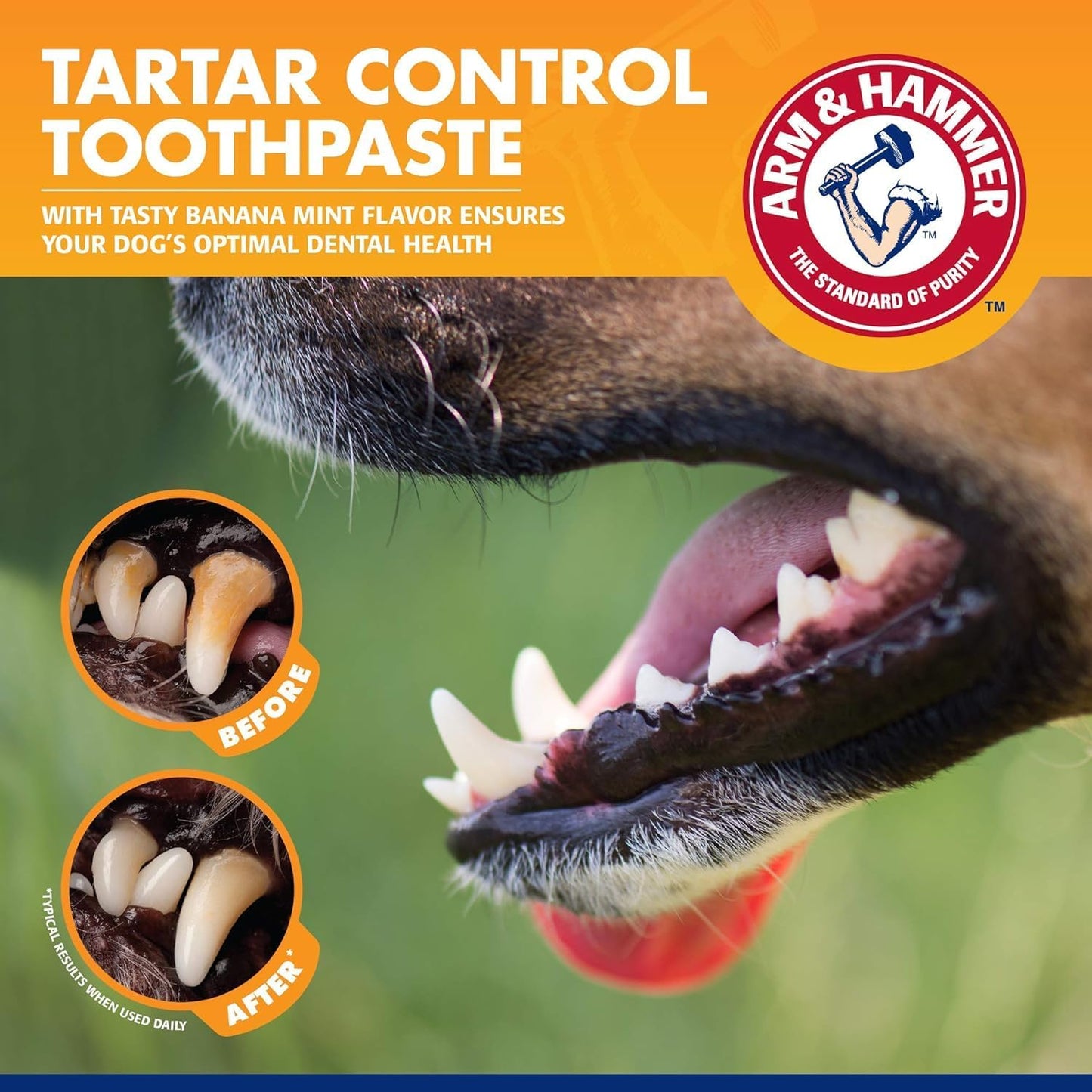 Detailed view of the dual toothbrush heads designed for large molars and small front dog teeth.
