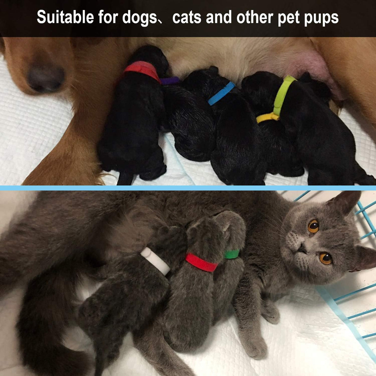 Set of 15 colored whelping collars for litter identification