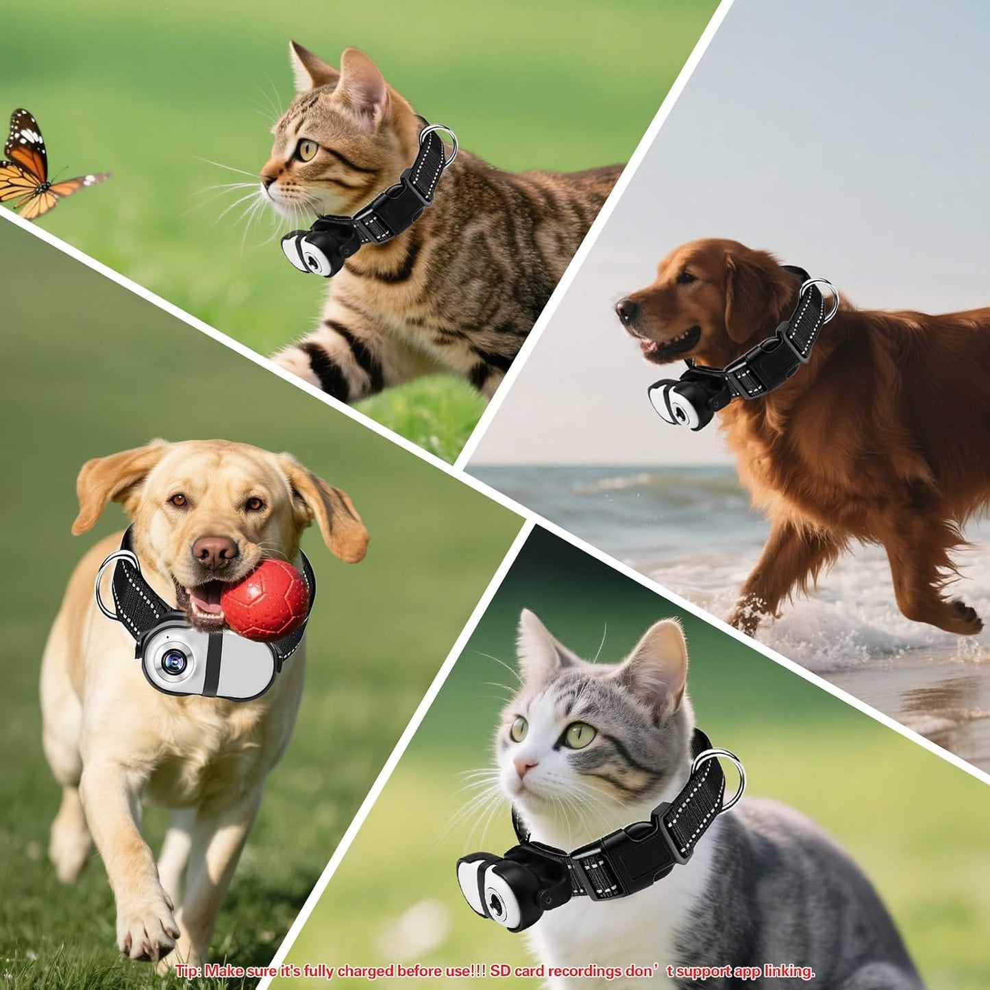 Type-C card reader for pet camera file transfer