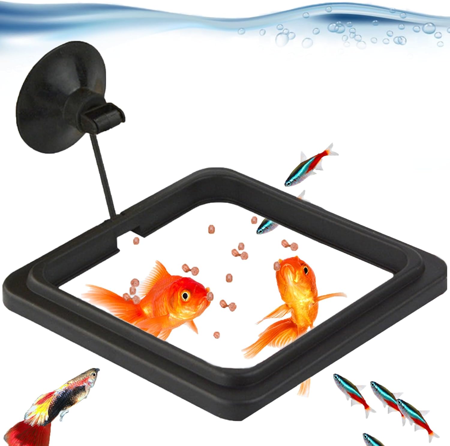 Black square aquarium feeder ring attached to glass via suction cup.