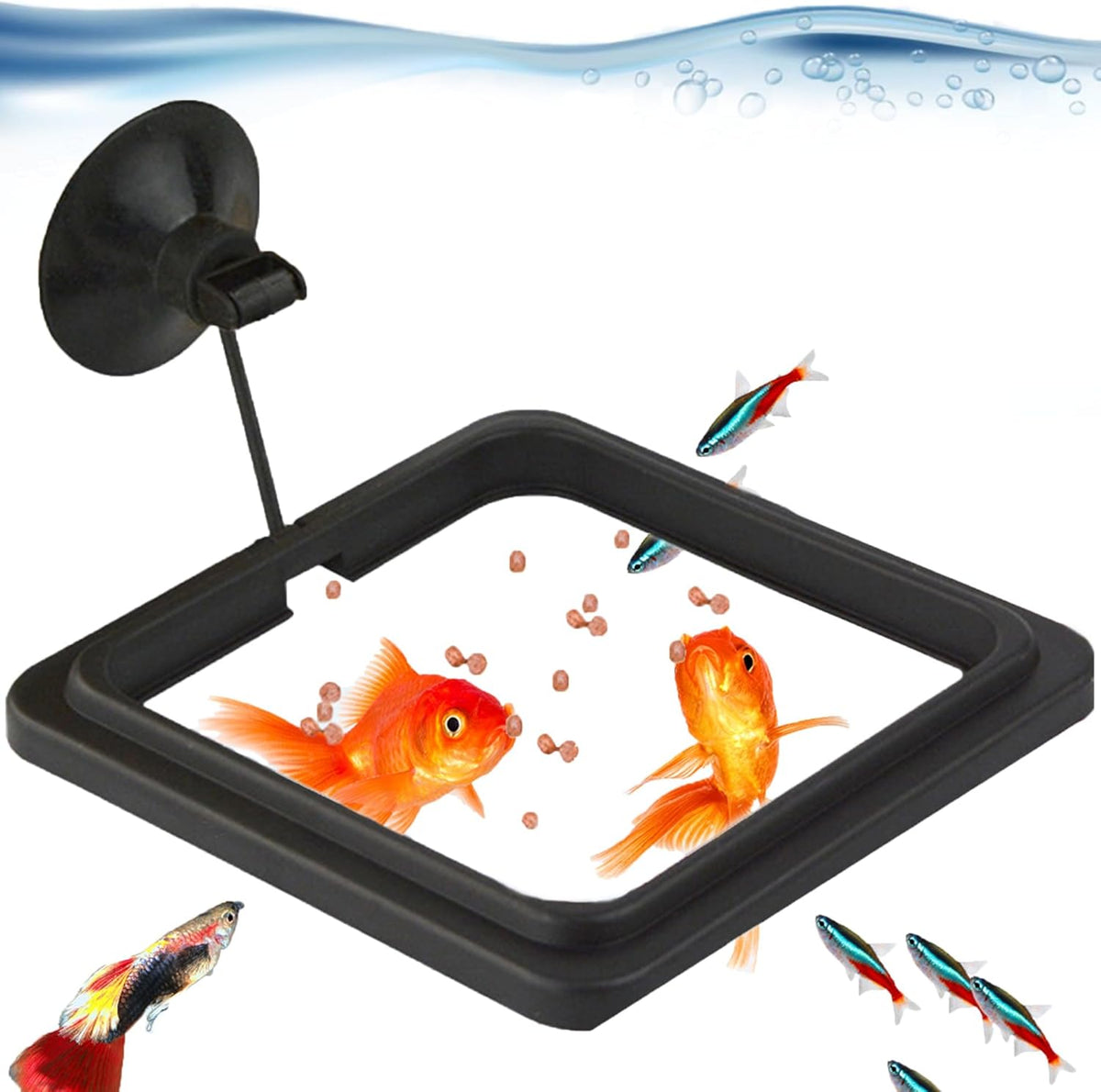 SunGrow fish food feeding ring front view floating in aquarium