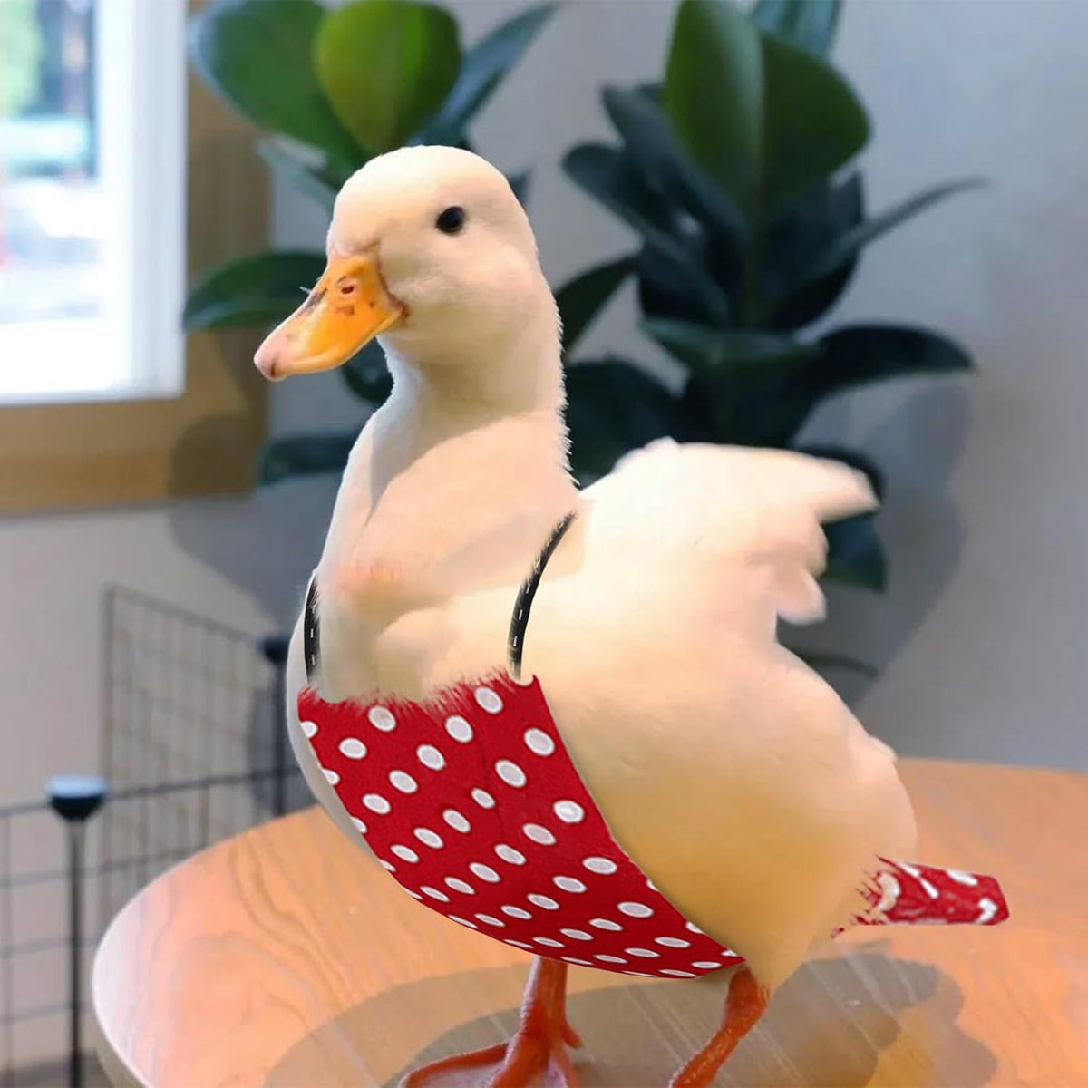 QBLEEV pet bird diaper shaped for comfortable tail fitting
