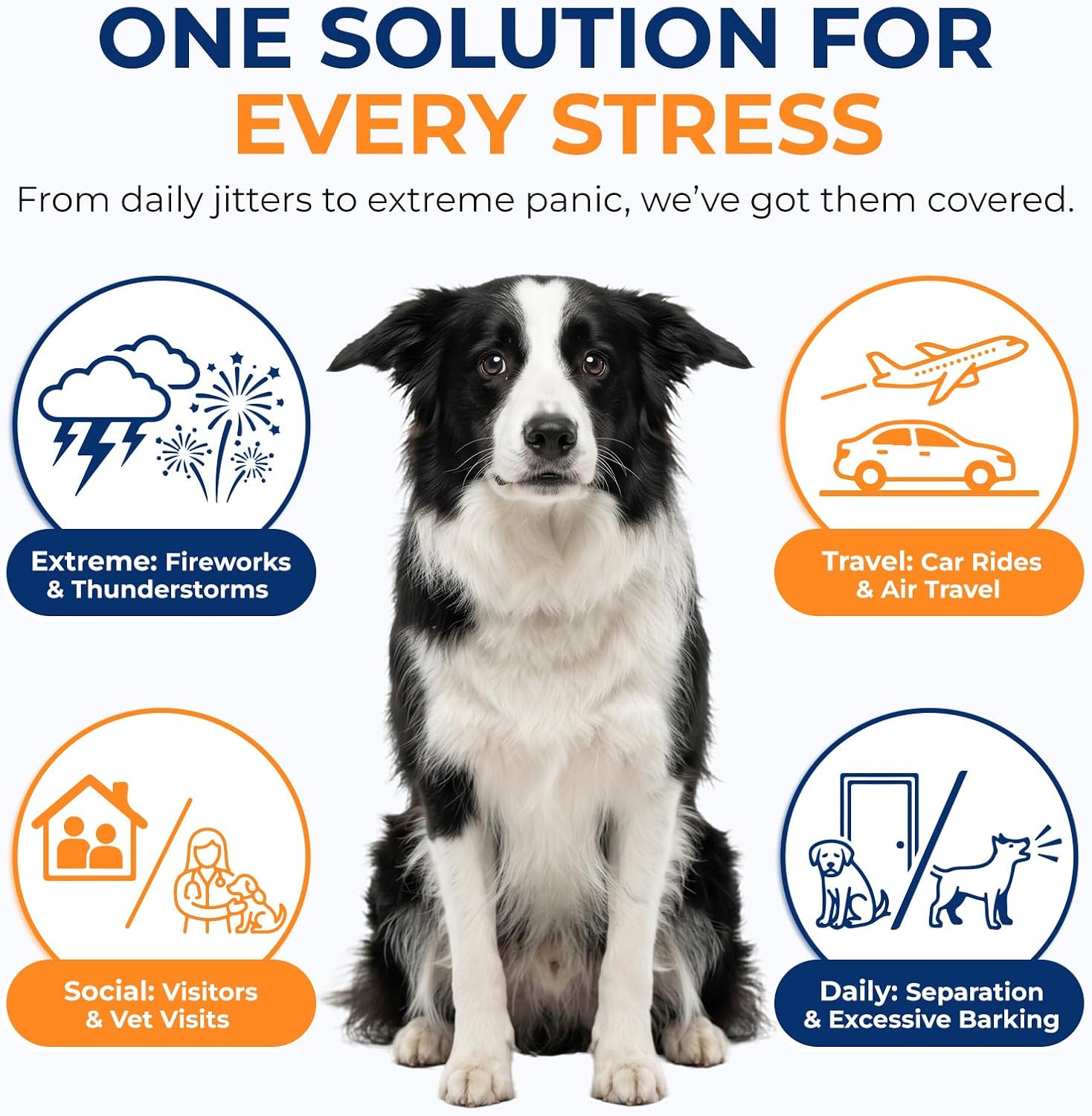 Chicken flavored melatonin calming treats for small and large dogs side label