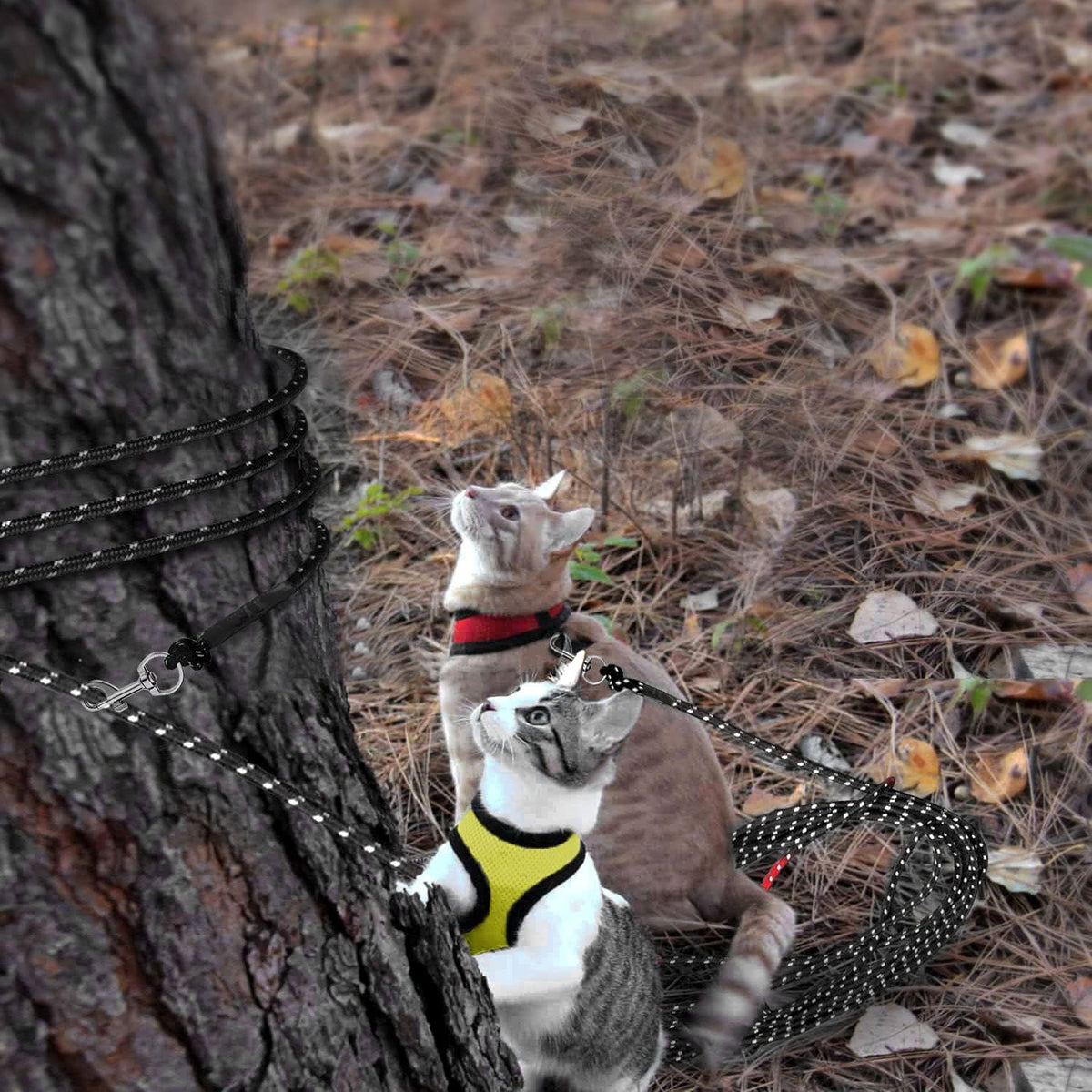 Kitten playing safely outdoors with Rypet reflective lead