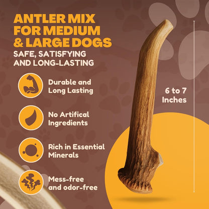 Close up view of hand sanded smooth edges on WhiteTail Naturals grade A premium dog antler chews.