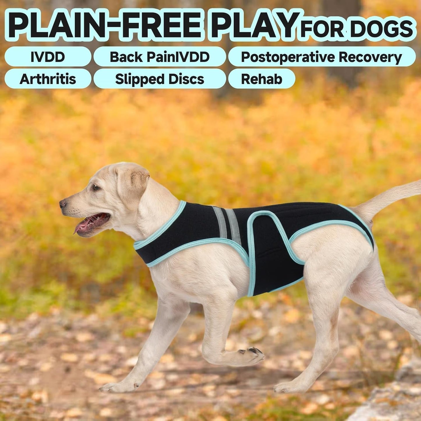 LETSQK dog back bracer authentic packaging and size chart