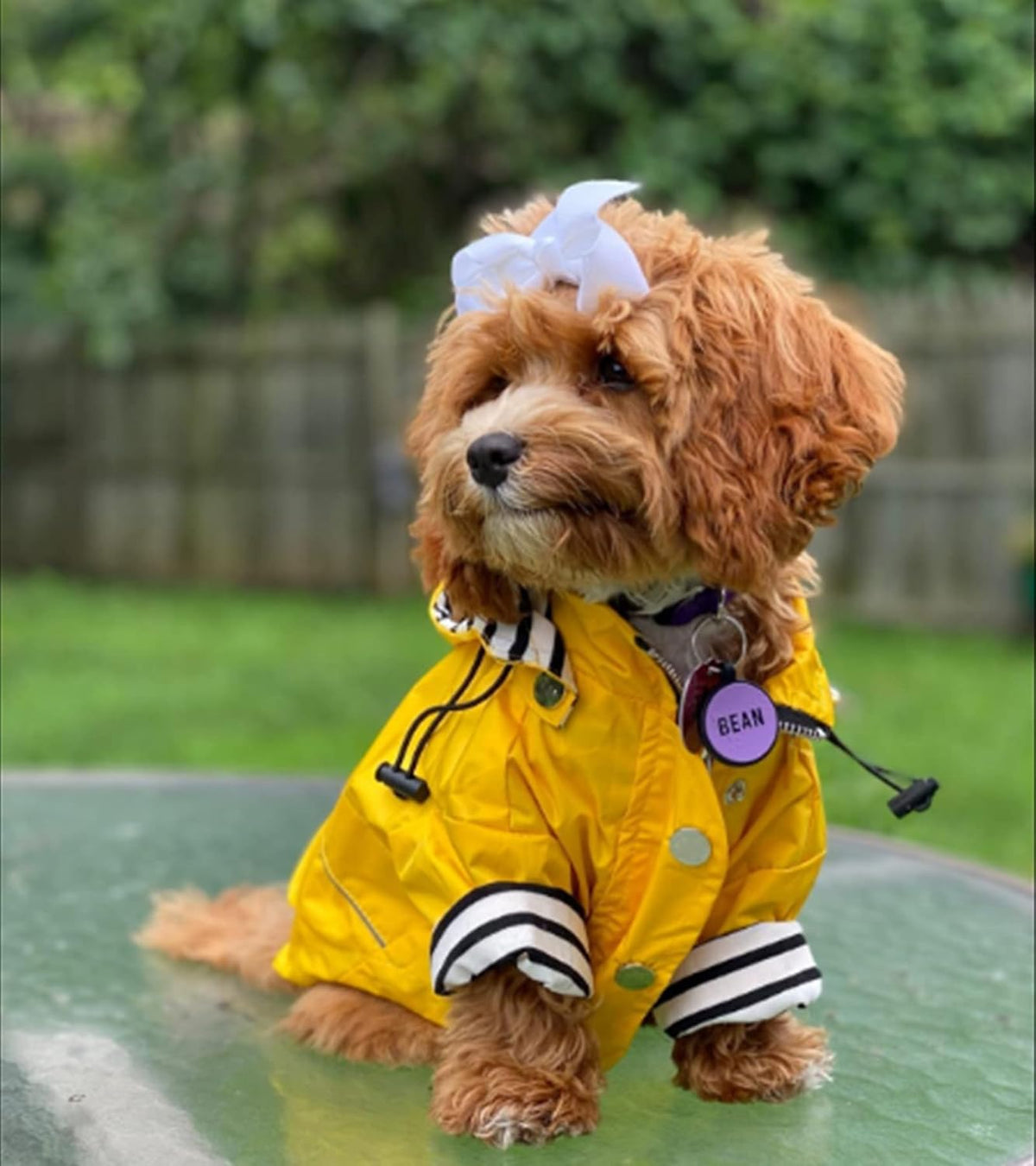 Morezi yellow pet winter monsoon jacket on a medium sized dog