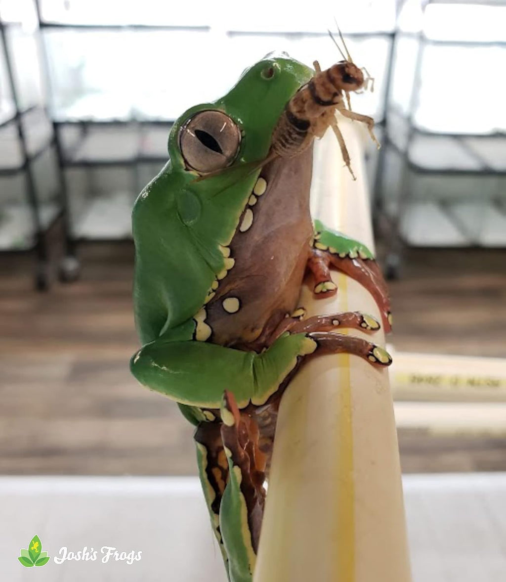 Joshs Frogs brand cricket container packaging
