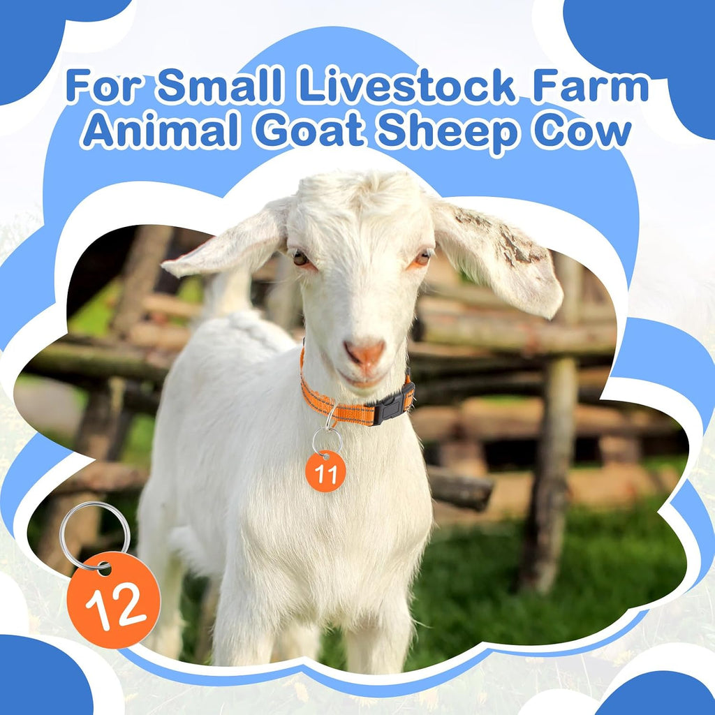 Adjustable livestock identification belts being sized for small farm animals like goats, lambs, and newborn calves.