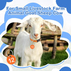 Adjustable livestock identification belts being sized for small farm animals like goats, lambs, and newborn calves.