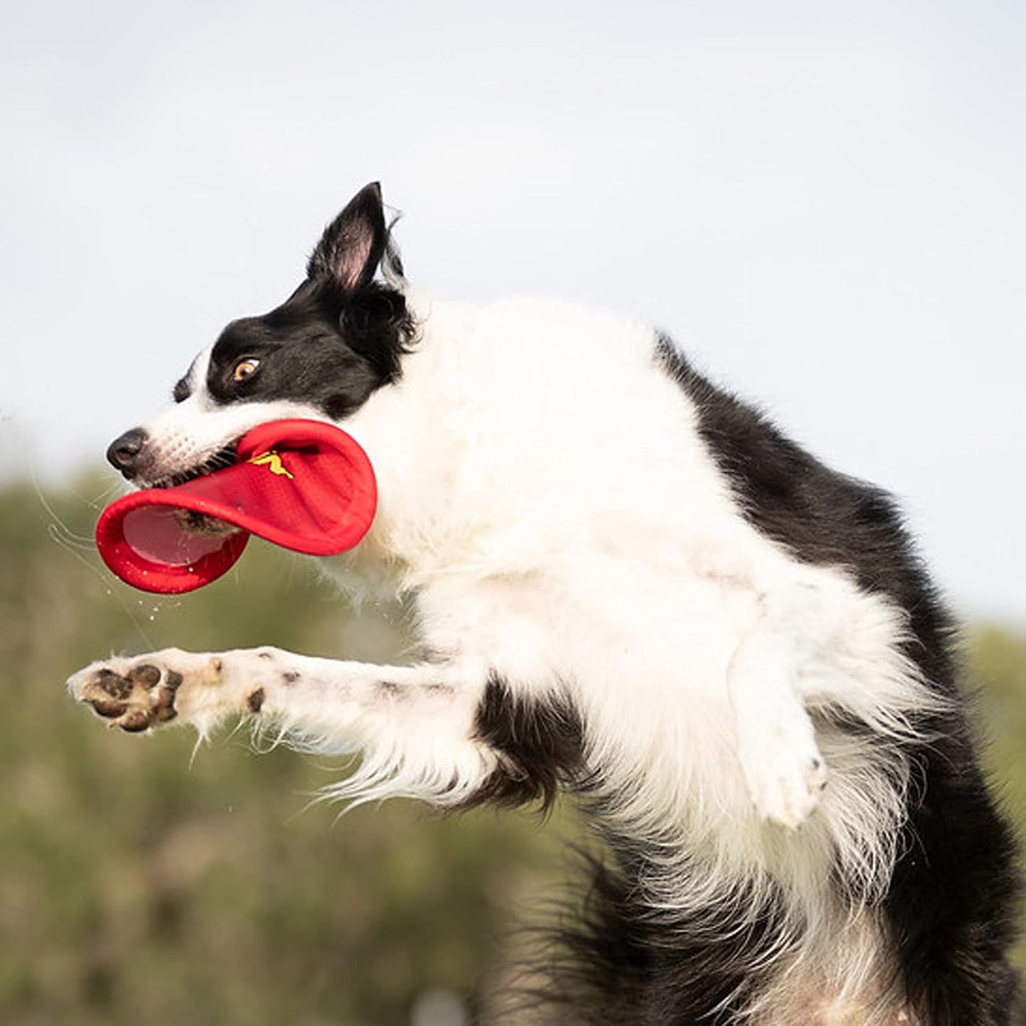 Nerf Dog Nylon Flyer being used for outdoor fetch play
