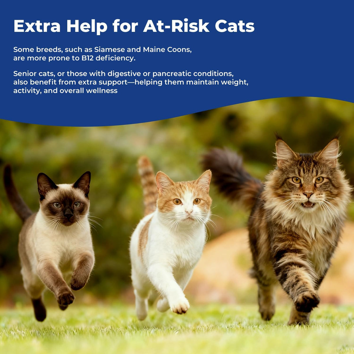 Premium imported USA beauty and pet health supplement for Indian pet care